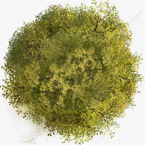 arbre vue dessus png.